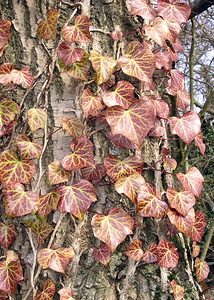 Hedera helix (Araliaceae)  - Lierre grimpant, Herbe de saint Jean, Lierre commun - English ivy, Common ivy, European ivy, Ivy, Needlepoint ivy, Ripple ivy Aisne [France] 20/03/2005 - 170m