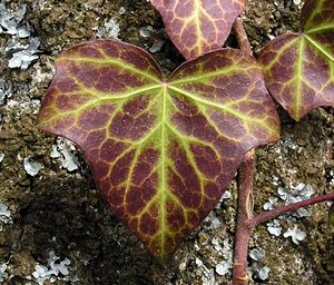 Hedera helix (Araliaceae)  - Lierre grimpant, Herbe de saint Jean, Lierre commun - English ivy, Common ivy, European ivy, Ivy, Needlepoint ivy, Ripple ivy Aisne [France] 20/03/2005 - 170m