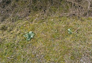 Himantoglossum hircinum (Orchidaceae)  - Himantoglosse bouc, Orchis bouc, Himantoglosse à odeur de bouc - Lizard Orchid Somme [France] 13/03/2005 - 10m
