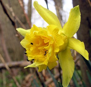 Narcissus pseudonarcissus (Amaryllidaceae)  - Narcisse faux narcisse, Jonquille des bois, Jonquille, Narcisse trompette Pas-de-Calais [France] 27/03/2005 - 30m