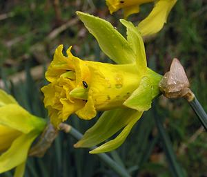 Narcissus pseudonarcissus (Amaryllidaceae)  - Narcisse faux narcisse, Jonquille des bois, Jonquille, Narcisse trompette Pas-de-Calais [France] 27/03/2005 - 30m