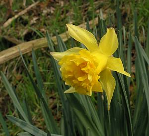 Narcissus pseudonarcissus (Amaryllidaceae)  - Narcisse faux narcisse, Jonquille des bois, Jonquille, Narcisse trompette Pas-de-Calais [France] 27/03/2005 - 30m