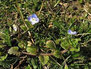 Veronica persica (Plantaginaceae)  - Véronique de Perse - Common Field-speedwell Aisne [France] 20/03/2005 - 120m