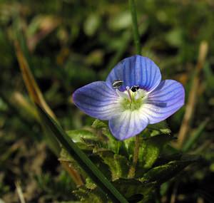 Veronica persica (Plantaginaceae)  - Véronique de Perse - Common Field-speedwell Aisne [France] 20/03/2005 - 120m