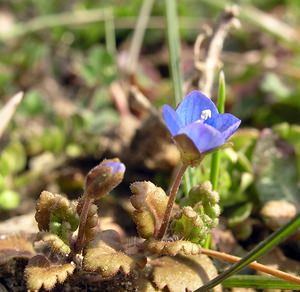 Veronica polita (Plantaginaceae)  - Véronique luisante, Véronique brillante - Grey Field-speedwell Aisne [France] 20/03/2005 - 120m