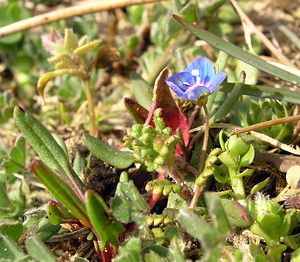 Veronica polita (Plantaginaceae)  - Véronique luisante, Véronique brillante - Grey Field-speedwell Aisne [France] 20/03/2005 - 120m