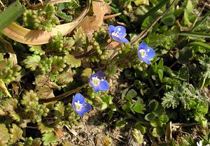 Veronica polita (Plantaginaceae)  - Véronique luisante, Véronique brillante - Grey Field-speedwell Aisne [France] 20/03/2005 - 120m