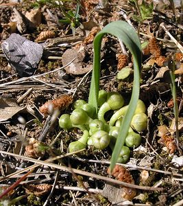Allium chamaemoly (Amaryllidaceae)  - Ail faux moly, Ail petit Moly Bas-Ampurdan [Espagne] 18/04/2005 - 150m