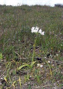 Allium neapolitanum (Amaryllidaceae)  - Ail de Naples, Ail blanc - Neapolitan Garlic Pyrenees-Orientales [France] 19/04/2005