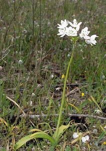 Allium neapolitanum (Amaryllidaceae)  - Ail de Naples, Ail blanc - Neapolitan Garlic Pyrenees-Orientales [France] 19/04/2005