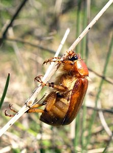 Amphimallon solstitiale (Scarabaeidae)  - Hanneton de la Saint-Jean - Summer Chafer Herault [France] 21/04/2005 - 700m