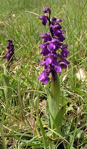 Anacamptis morio (Orchidaceae)  - Anacamptide bouffon, Orchis bouffon Cantal [France] 22/04/2005 - 650m