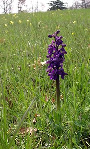 Anacamptis morio (Orchidaceae)  - Anacamptide bouffon, Orchis bouffon Cantal [France] 22/04/2005 - 650m