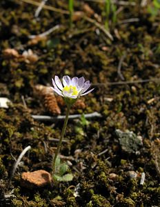 Bellis annua (Asteraceae)  - Pâquerette annuelle Bas-Ampurdan [Espagne] 18/04/2005 - 150m