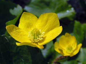 Caltha palustris (Ranunculaceae)  - Populage des marais, Sarbouillotte, Souci d'eau - Marsh-marigold Aisne [France] 03/04/2005 - 100m