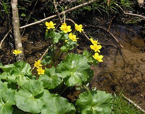 Caltha palustris (Ranunculaceae)  - Populage des marais, Sarbouillotte, Souci d'eau - Marsh-marigold Aisne [France] 03/04/2005 - 100m