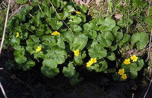 Caltha palustris (Ranunculaceae)  - Populage des marais, Sarbouillotte, Souci d'eau - Marsh-marigold Aisne [France] 03/04/2005 - 100m