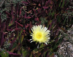 Carpobrotus edulis (Aizoaceae)  - Ficoïde douce, Griffe de sorcière, Figuier des Hottentots, Carpobrote doux - Hottentot-fig Pyrenees-Orientales [France] 19/04/2005