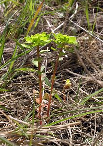 Euphorbia helioscopia (Euphorbiaceae)  - Euphorbe réveil matin, Herbe aux verrues - Sun Spurge Aude [France] 16/04/2005 - 30m