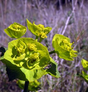 Euphorbia nicaeensis (Euphorbiaceae)  - Euphorbe de Nice Aude [France] 16/04/2005 - 30m