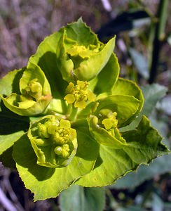 Euphorbia nicaeensis (Euphorbiaceae)  - Euphorbe de Nice Aude [France] 16/04/2005 - 30m