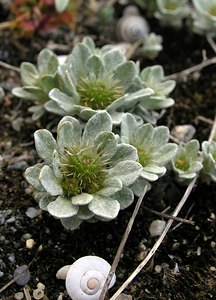 Filago pygmaea (Asteraceae)  - Cotonnière pygmée, Évax pygmée Pyrenees-Orientales [France] 19/04/2005