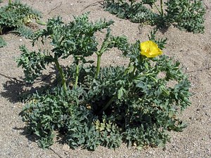 Glaucium flavum (Papaveraceae)  - Glaucier jaune, Glaucière jaune, Pavot jaune des sables - Yellow Horned Poppy Pyrenees-Orientales [France] 19/04/2005