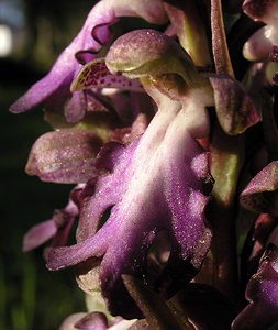 Himantoglossum robertianum (Orchidaceae)  - Barlie de Robert Bas-Ampurdan [Espagne] 17/04/2005 - 90m