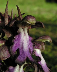 Himantoglossum robertianum (Orchidaceae)  - Barlie de Robert Bas-Ampurdan [Espagne] 17/04/2005 - 90m