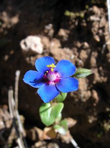 Lysimachia foemina (Primulaceae)  - Lysimaque bleue, Mouron femelle, Mouron bleu - Blue Pimpernel Bas-Ampurdan [Espagne] 18/04/2005 - 150m