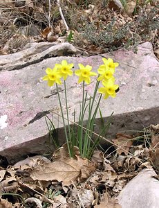 Narcissus assoanus (Amaryllidaceae)  - Narcisse d'Asso, Narcisse à feuilles de jonc, Narcisse de Requien Herault [France] 13/04/2005 - 730m