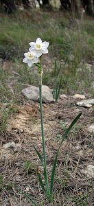 Narcissus dubius (Amaryllidaceae)  - Narcisse douteux Aude [France] 14/04/2005 - 50m