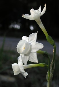 Narcissus dubius (Amaryllidaceae)  - Narcisse douteux Aude [France] 14/04/2005 - 50m