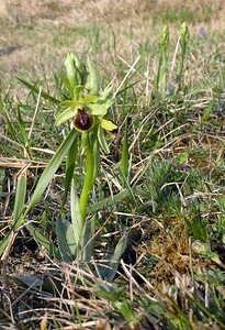 Ophrys araneola sensu auct. plur. (Orchidaceae)  - Ophrys litigieux Aisne [France] 03/04/2005 - 140m