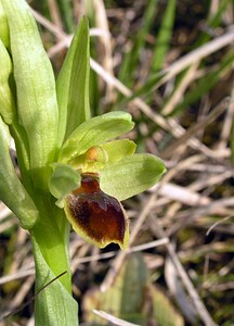 Ophrys araneola sensu auct. plur. (Orchidaceae)  - Ophrys litigieux Aisne [France] 03/04/2005 - 140m