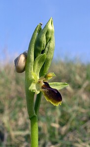 Ophrys araneola sensu auct. plur. (Orchidaceae)  - Ophrys litigieux Aisne [France] 03/04/2005 - 140m