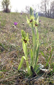 Ophrys araneola sensu auct. plur. (Orchidaceae)  - Ophrys litigieux Aisne [France] 03/04/2005 - 140m