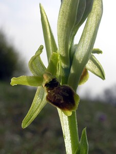 Ophrys araneola sensu auct. plur. (Orchidaceae)  - Ophrys litigieux Aisne [France] 03/04/2005 - 140m