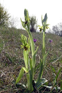 Ophrys araneola sensu auct. plur. (Orchidaceae)  - Ophrys litigieux Aisne [France] 03/04/2005 - 140m