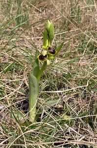 Ophrys araneola sensu auct. plur. (Orchidaceae)  - Ophrys litigieux Marne [France] 03/04/2005 - 170m