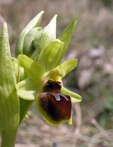 Ophrys araneola sensu auct. plur. (Orchidaceae)  - Ophrys litigieux Marne [France] 03/04/2005 - 170m