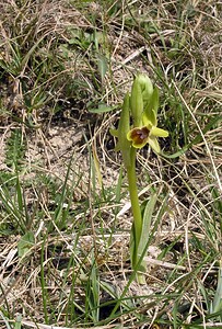 Ophrys araneola sensu auct. plur. (Orchidaceae)  - Ophrys litigieux Marne [France] 03/04/2005 - 170m