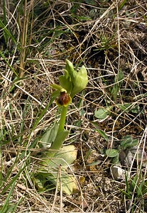 Ophrys araneola sensu auct. plur. (Orchidaceae)  - Ophrys litigieux Marne [France] 03/04/2005 - 170m