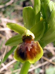 Ophrys araneola sensu auct. plur. (Orchidaceae)  - Ophrys litigieux Marne [France] 03/04/2005 - 170m