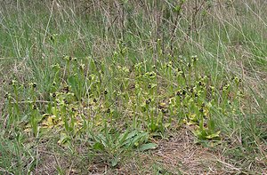 Ophrys bombyliflora (Orchidaceae)  - Ophrys bombyle Aude [France] 15/04/2005 - 50m