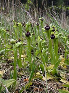 Ophrys bombyliflora (Orchidaceae)  - Ophrys bombyle Aude [France] 15/04/2005 - 50m