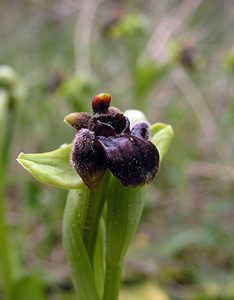 Ophrys bombyliflora (Orchidaceae)  - Ophrys bombyle Aude [France] 15/04/2005 - 50m