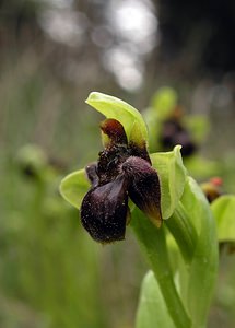 Ophrys bombyliflora (Orchidaceae)  - Ophrys bombyle Aude [France] 15/04/2005 - 50m