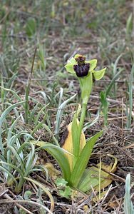 Ophrys bombyliflora (Orchidaceae)  - Ophrys bombyle Aude [France] 15/04/2005 - 50m