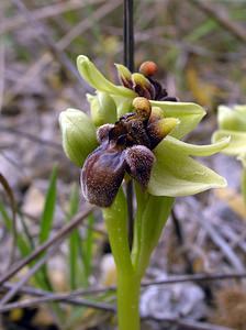 Ophrys bombyliflora (Orchidaceae)  - Ophrys bombyle Aude [France] 15/04/2005 - 50m